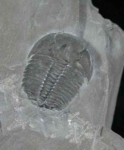 Elrathia Trilobite In Matrix - Utah #6725